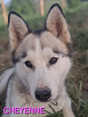 Cheyenne